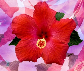 Kwiat, Grafika, Czerwony, Hibiskus