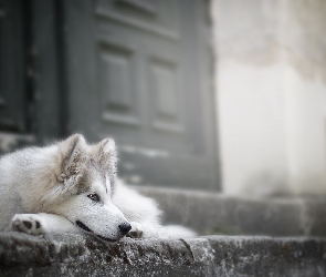 Siberian husky, Drzwi, Schody, Mordka, Pies