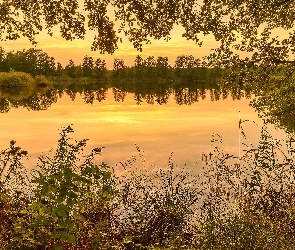 Jezioro, Rośliny, Drzewa, Zachód słońca