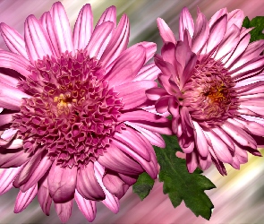 Chryzantema, Grafika, Kwiaty