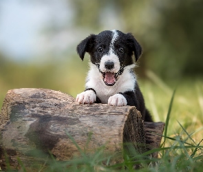 Border collie, Trawa, Pieniek, Pyszczek, Szczeniak