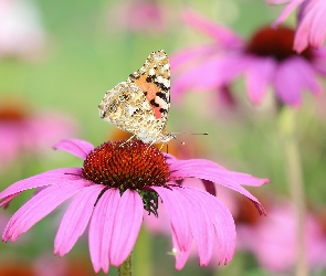 Motyl, Jeżówka, Kwiat, Rusałka osetnik