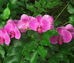 Różowa, Orchidea