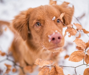 Retriever z Nowej Szkocji, Śnieg, Liście, Mordka, Pies