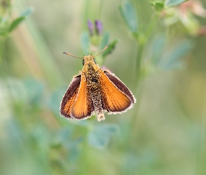 Karłątek leśny, Owad, Motyl