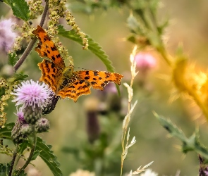 Motyl, Oset, Rośliny, Rusałka ceik