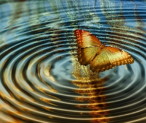 Grafika 2D, Motyl, Woda, Kręgi
