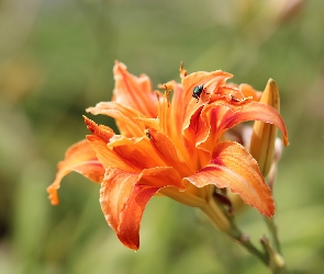 Liliowiec, Lilia, Mucha, Pomarańczowa, Kwiat