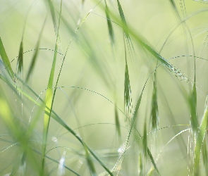 Trawa, Zielona, Źdźbła