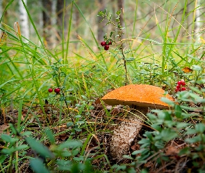 Koźlarz czerwony, Grzyb, Trawa, Jagody