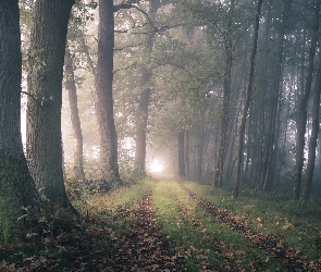 Las, Dróżka, Mgła