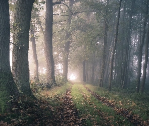 Mgła, Dróżka, Las