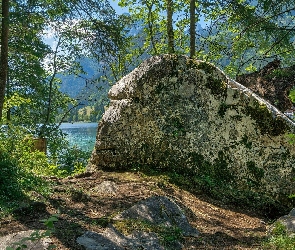 Głaz, Kamień, Drzewa