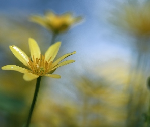 Kwiat, Ziarnopłon wiosenny, Żółty