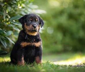 Szczeniak, Owczarek francuski Beauceron, Pies