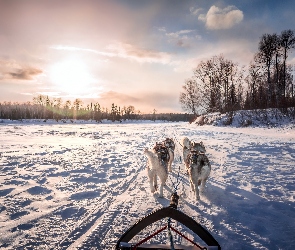 Zima, Zaprzęg, Siberian husky, Psy