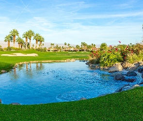 Kalifornia, Miejscowość Palm Springs, Staw, Stany Zjednoczone, Palmy, Pole golfowe, Kamienie