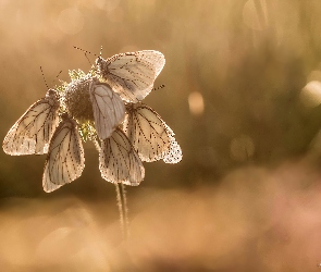 Motyle, Niestrzępy głogowce