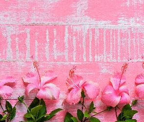 Kwiaty, Deski, Tło, Różowe, Hibiskus