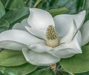 Biała, Magnolia wielkokwiatowa