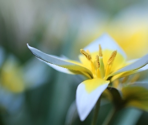 Żółty, Kwiat, Tulipan późny