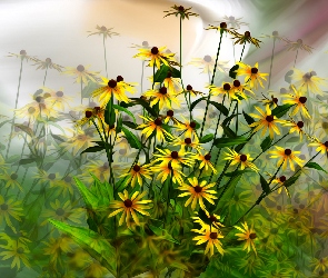 Rudbekia, Grafika, Kwiaty