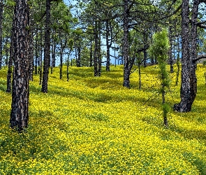 Park Przyrody Cumbre Vieja, Kwiaty, Sosny, Lucerna nerkowata, Żółte, Las, Wyspa La Palma, Hiszpania, Wyspy Kanaryjskie