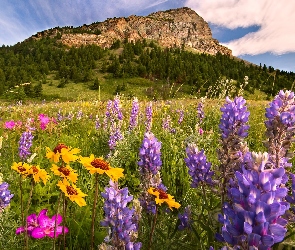 Prowincja Alberta, Park Narodowy Waterton Lakes, Góry, Łubin, Kwiaty, Łąka, Kanada