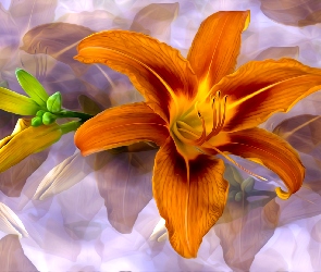 Grafika, Pąk, Kwiat, Lilia