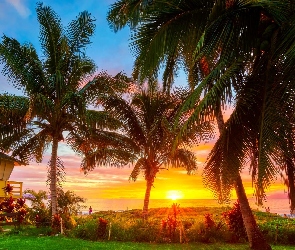 Hawaje, Wieża ratownicza, Palmy, Wschód słońca, Morze