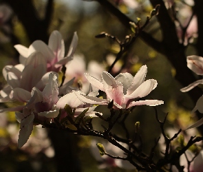 Kwiaty, Różowe, Krzew, Magnolia