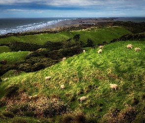Wzgórza, Nowa Zelandia, Rezerwat przyrody Farewell Spit, Wybrzeże, Owce, Trawa, Morze, Krajobraz