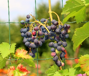 Liście, Płot, Ciemne, Winogrona