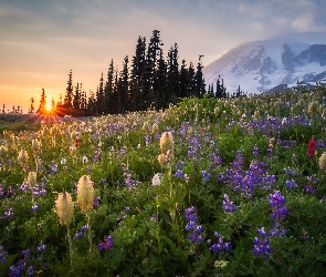 Stany, Drzewa, Kwiaty, Góry, Wschód słońca, Łąka, Zjednoczone, Park Narodowy Mount Rainier, Stratowulkan Mount Rainier