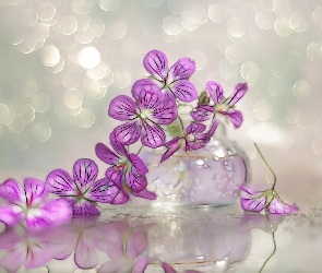 Bokeh, Fractalius, Bodziszek, Grafika