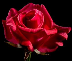 Kwiat, Róża czerwona, Tło czarne, Łodyga, Listki, Płatki