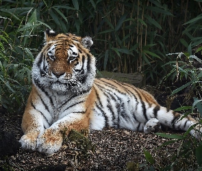 Odpoczynek, Krzewy, Tygrys