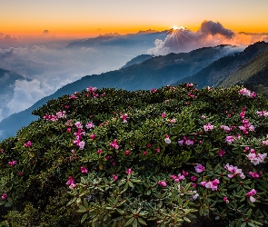 Kwiaty, Góry, Wschód słońca, Park Narodowy Taroko, Tajwan, Chmury, Różaneczniki