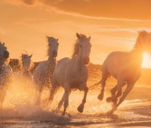 Konie, Promienie słońca, Woda