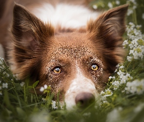 Pies, Kwiaty, Border collie, Mordka