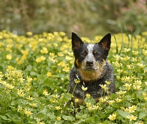 Australian cattle dog, Kwiaty, Żółte, Łąka, Pies