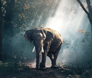 Słoń, Przebijające światło, Drzewa, Las
