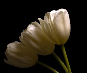 Tło ciemne, Tulipany, Kwiaty, Białe