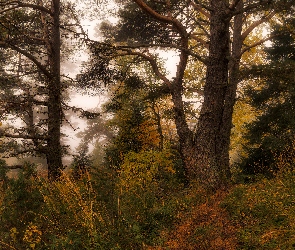 Las, Trawy, Jesień, Drzewa