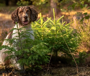 Springer spaniel angielski, Pies, Kwiaty, Drzewka, Świerki, Łąka, Las