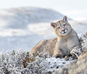 Puma, Śnieg, Rośliny, Oszronione