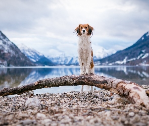 Płochacz holenderski, Pies, Góry, Kamienie, Kłoda, Woda, Kooikerhondje