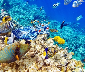 Rafy koralowe, Morze, Ryby