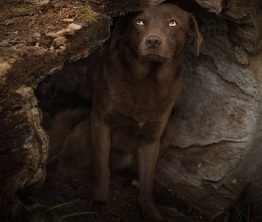 Pies, Drzewa, Wydrążona, Kłoda, Labrador retriever