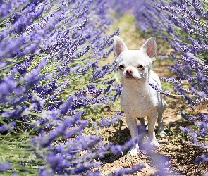 Pies, Lawenda, Chihuahua krótkowłosa